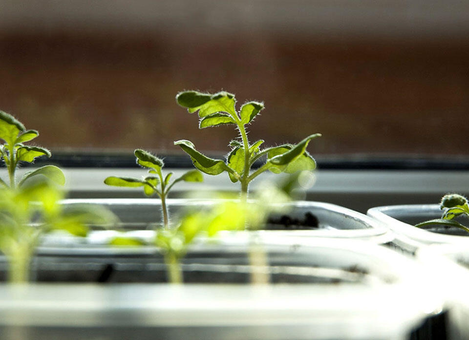 Små tomatplantor på tillväxt i tråg.