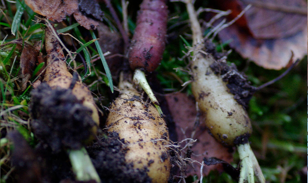 Nelson_Garden_How to grow carrots_Image 2.jpg