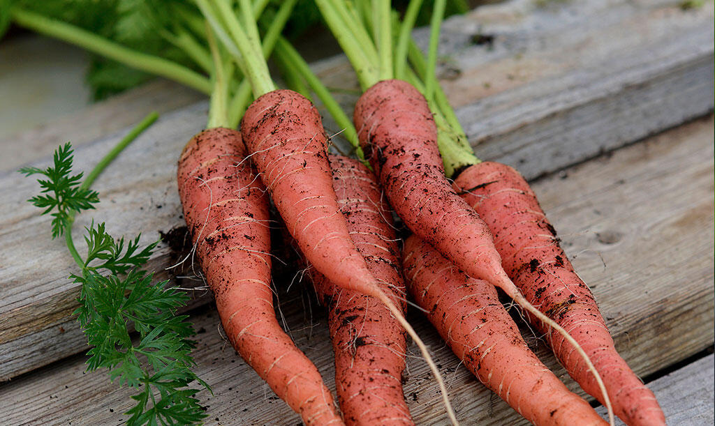 Nelson_Garden_How to grow carrots_Image 3.jpg