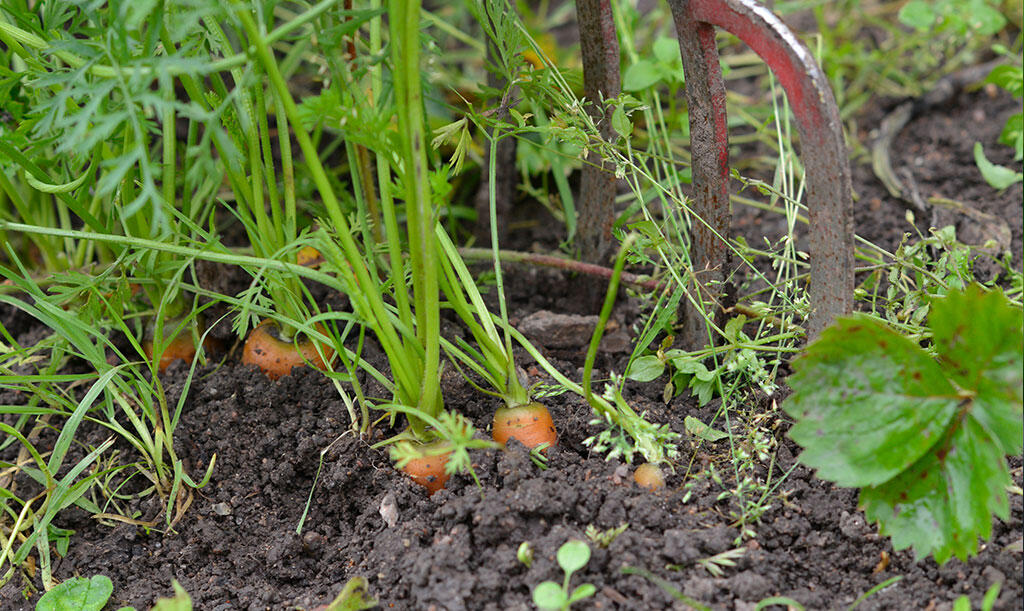 Nelson_Garden_How to grow carrots_Image 5.jpg