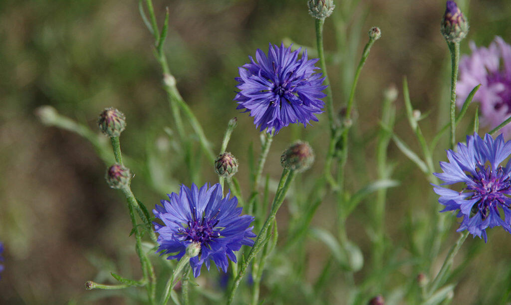 Nelson_Garden_How to Grow Cornflower_Image3.jpg