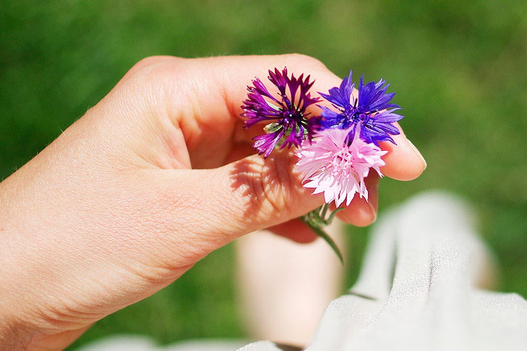 Nelson_Garden_How to Grow Cornflower_Image4.jpg