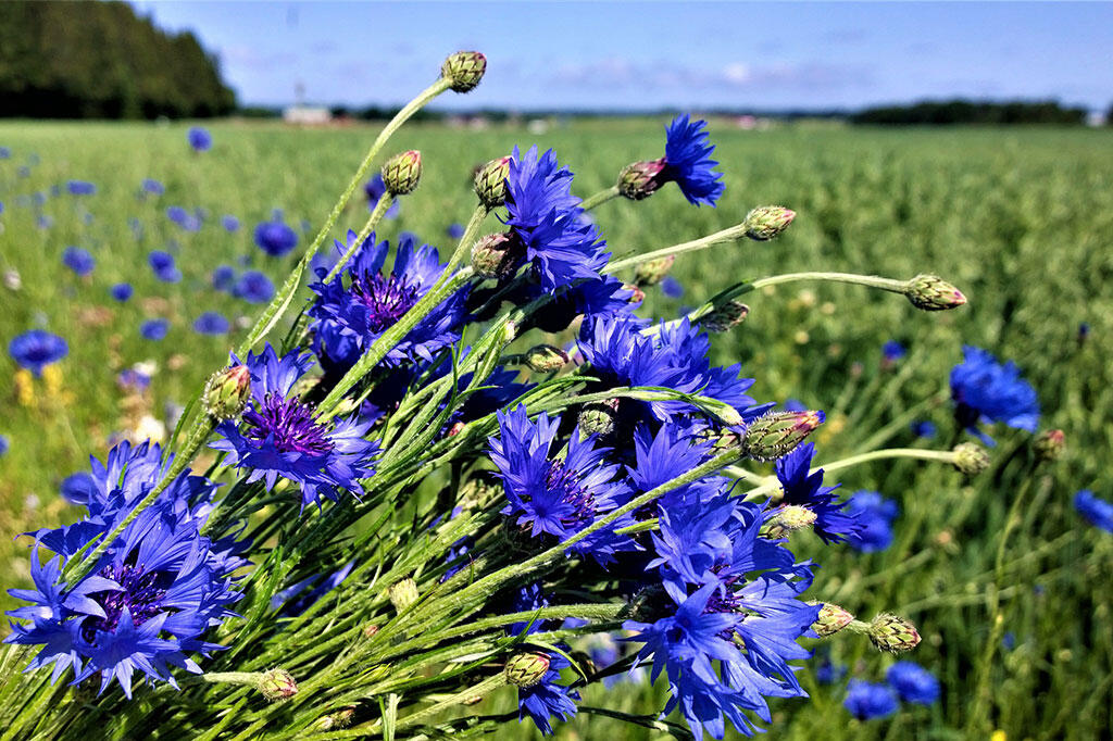 Nelson_Garden_How to Grow Cornflower_Image5.jpg