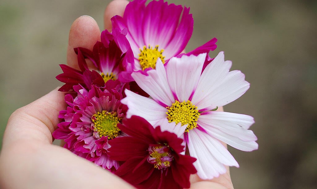 Nelson_Garden_How_to_grow_cosmos_image_3.jpg