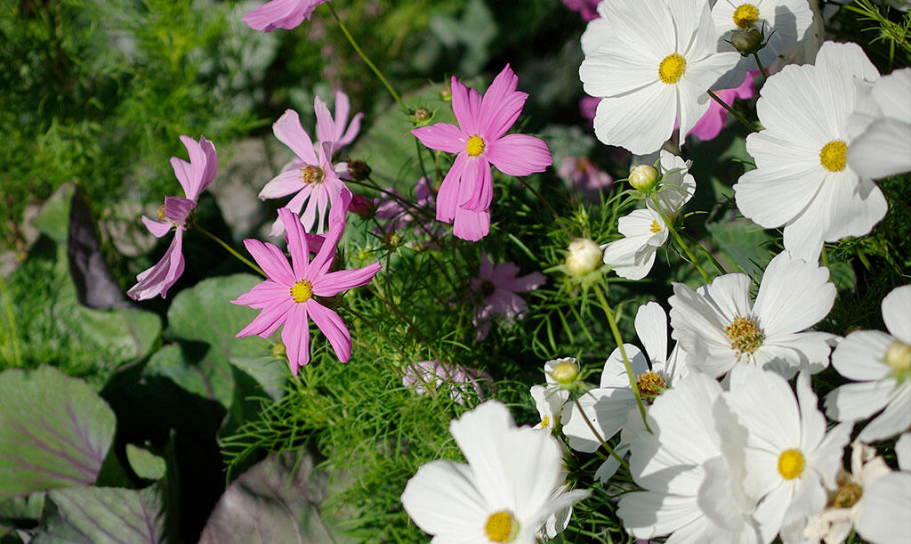 Nelson_Garden_How_to_grow_cosmos_image_6.jpg