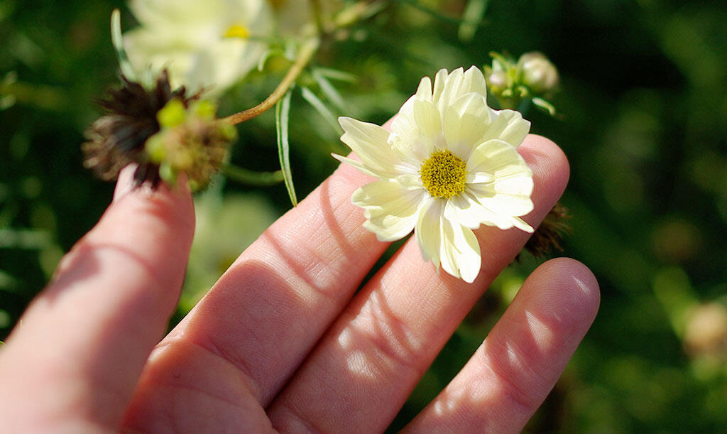 Nelson_Garden_How_to_grow_cosmos_image_7.jpg