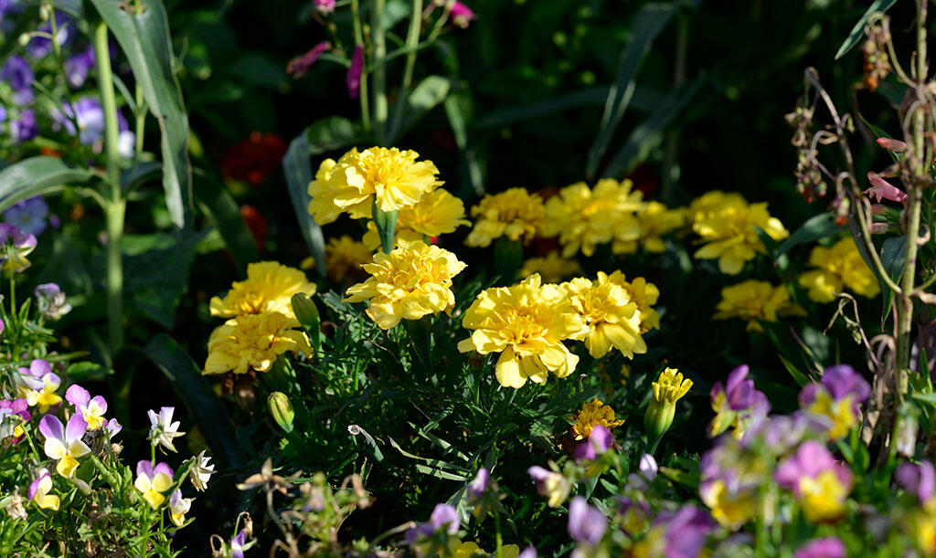 Nelson_Garden_How_to_grow_marigold_from_seeds_image_1.jpg