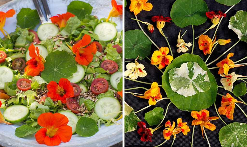 Nelson_Garden_How_to_grow_nasturtium_image_1.jpg