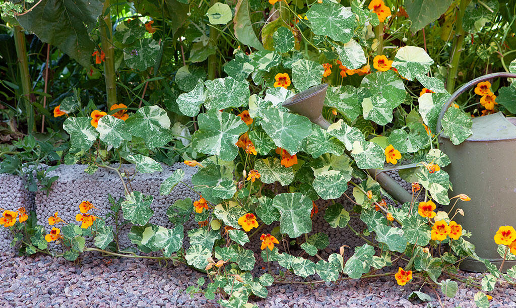 Nelson_Garden_How_to_grow_nasturtium_image_2.jpg