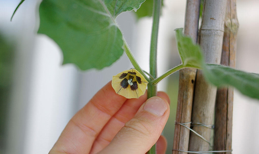 Nelson_Garden_How_to_grow_physalis_image_1.jpeg