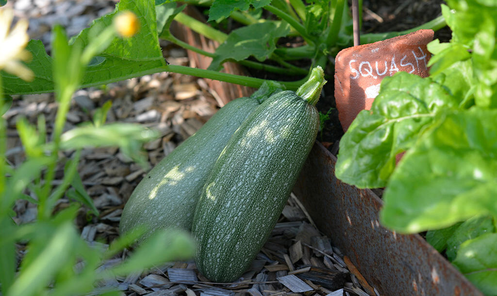 Nelson_Garden_How_to_grow_squash_image_4.jpg