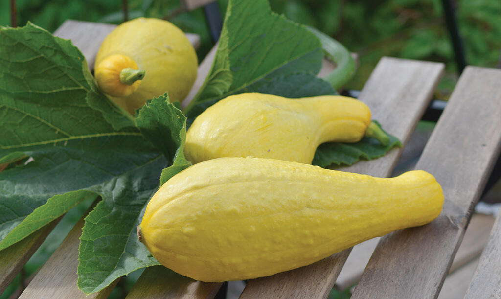 Nelson_Garden_How_to_grow_squash_image_5.jpg