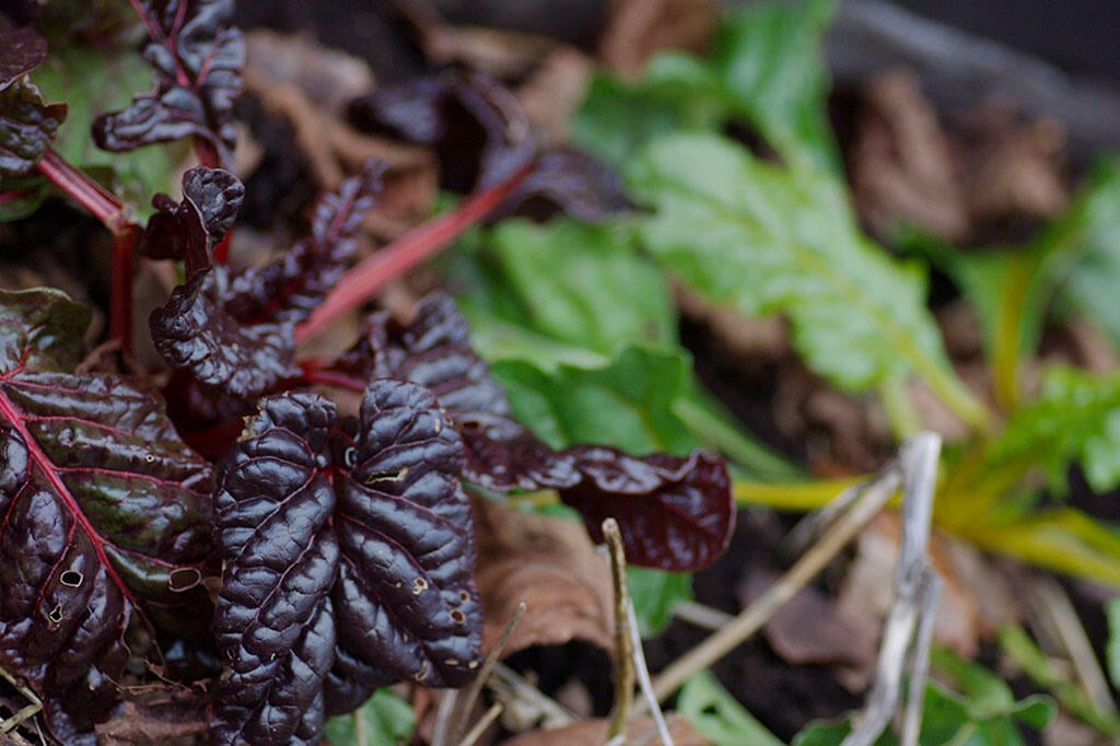 Nelson_Garden_How to Grow Swiss Chard_image3.jpg