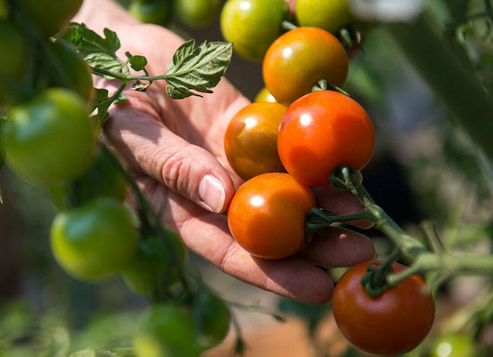 Hand som håller i tomater på mognad utomhus. 