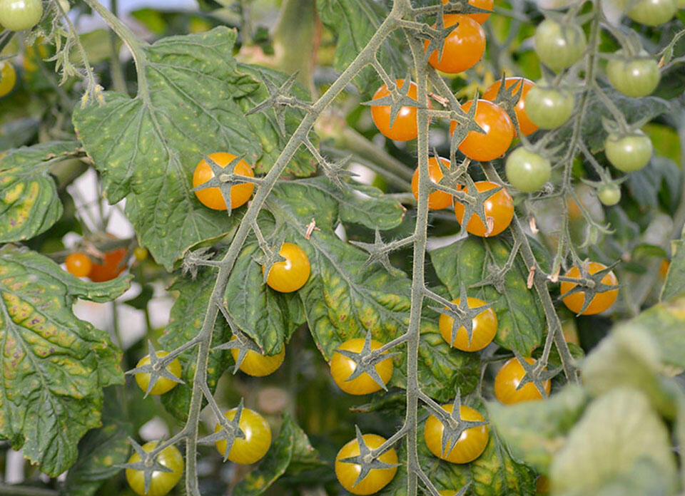 Gula små tomater på kvist.