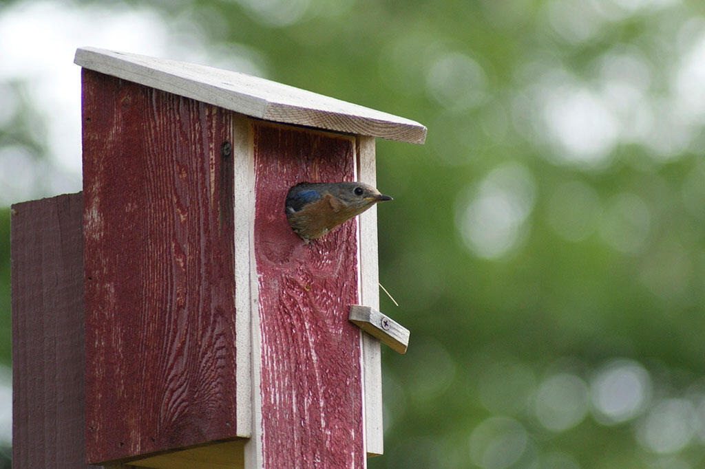 Nelson_Garden_How to Hang a Birdhouse_image1.jpg