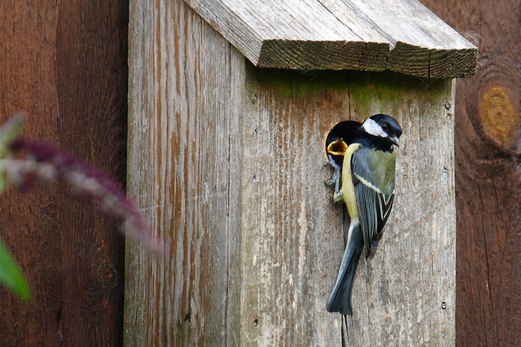 Nelson_Garden_How to Hang a Birdhouse_image3.jpg