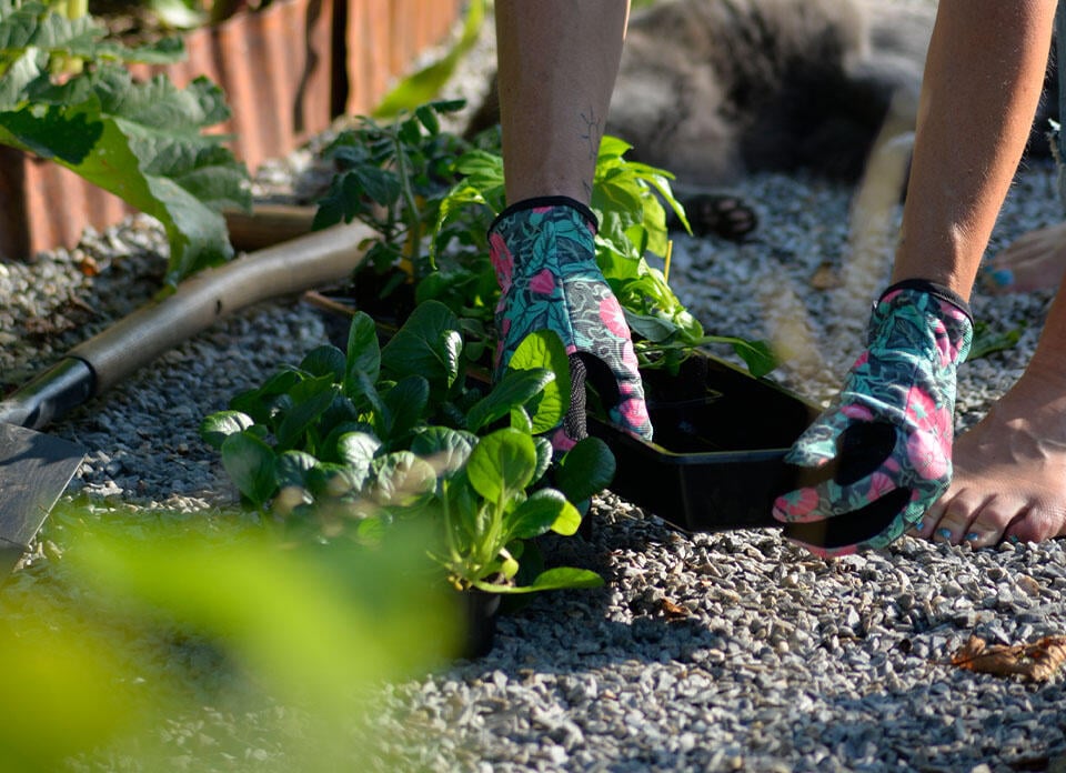 Avhärdade plantor ska planteras ut.