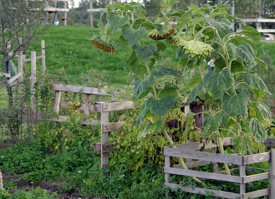 Överblommade solrosor på hösten.