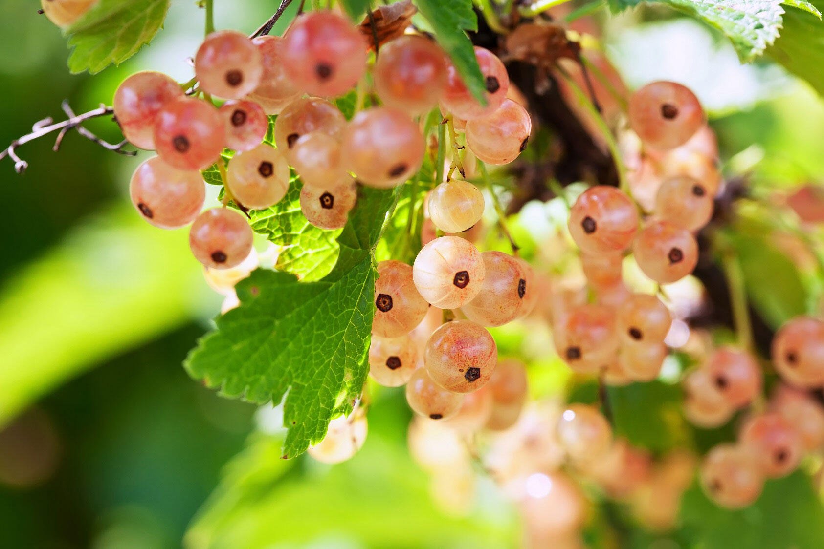 nelson_garden_how_to_prune_currant_bushes_and_apple_trees_blog_post_image_3.jpeg