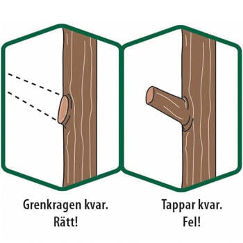 Illustration av beskuret träd med och utan grenkrage.