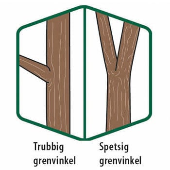 Illustration av en trubbig respektive spetsig grenvinkel.