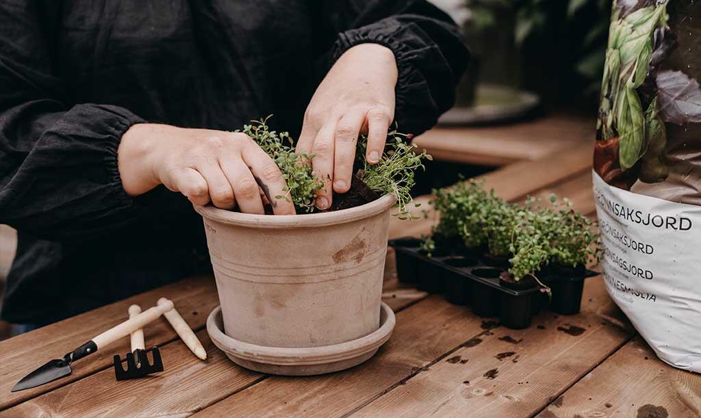 Små timjanplantor planteras i en keramikkruka.