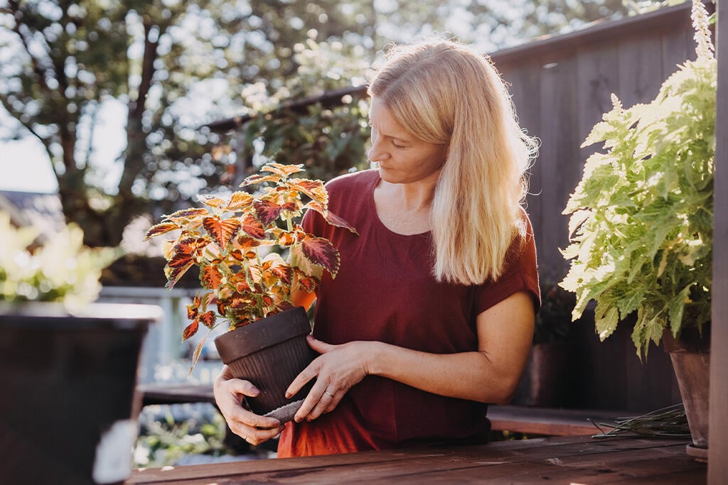 Nelson_Garden_How to succeed with Coleus_image_2.jpg