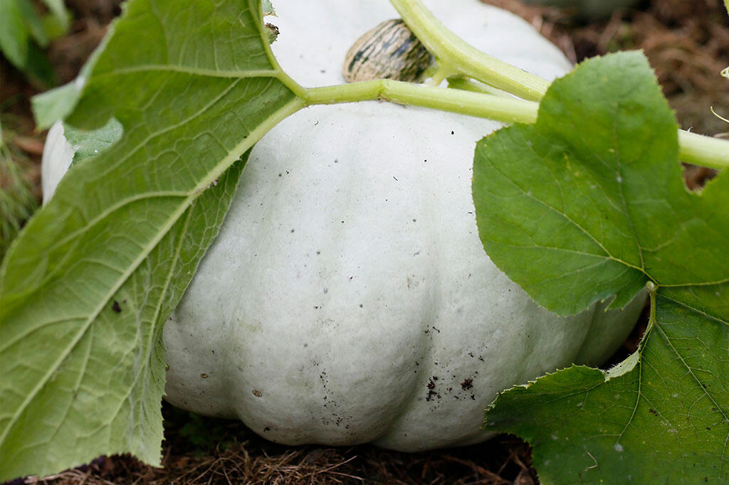 Nelson_Garden_Pickled Pumpkin Recipe_Image2.jpg