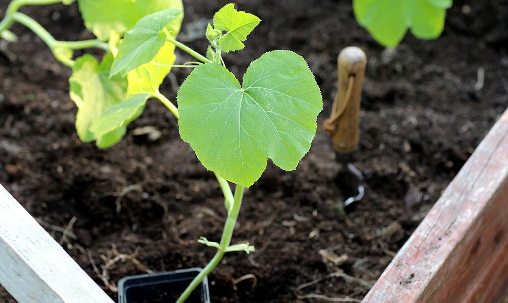 Nelson_Garden_Grow_Pumpkins_Image1.jpg