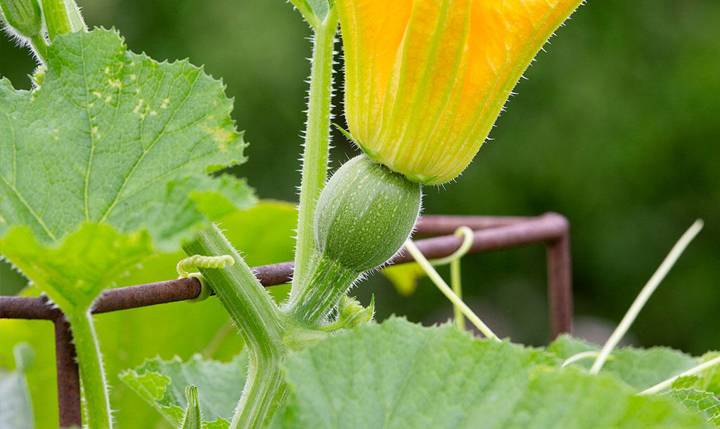 Nelson_Garden_Grow_Pumpkins_Image2.jpg