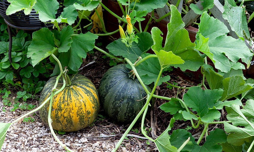 Nelson_Garden_Grow_Pumpkins_Image8.jpg