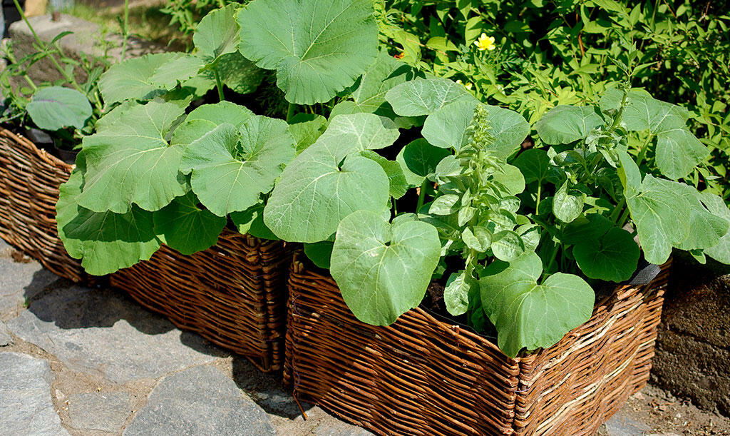 Nelson_Garden_Grow_Pumpkins_Image9.jpg