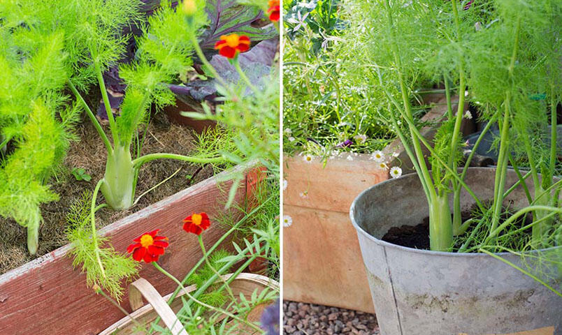 Bild till vänster på en fänkål som odlas i en pallkrage, och till höger fänkål som odlas i en zinkhink.