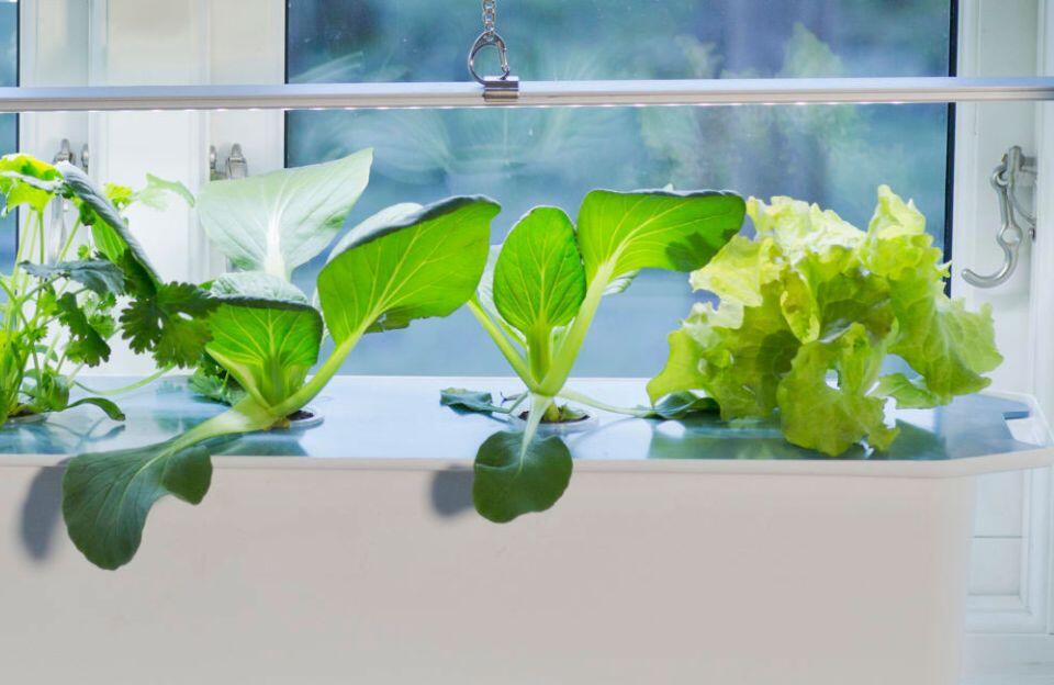 Nelson_Garden_Vilka_sorter_är_lämpliga_för_hydroponisk_odling_image_2.jpg
