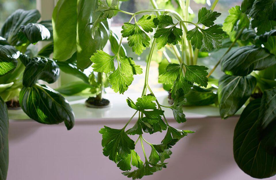 Nelson_Garden_Vilka_sorter_är_lämpliga_för_hydroponisk_odling_image_3.jpg