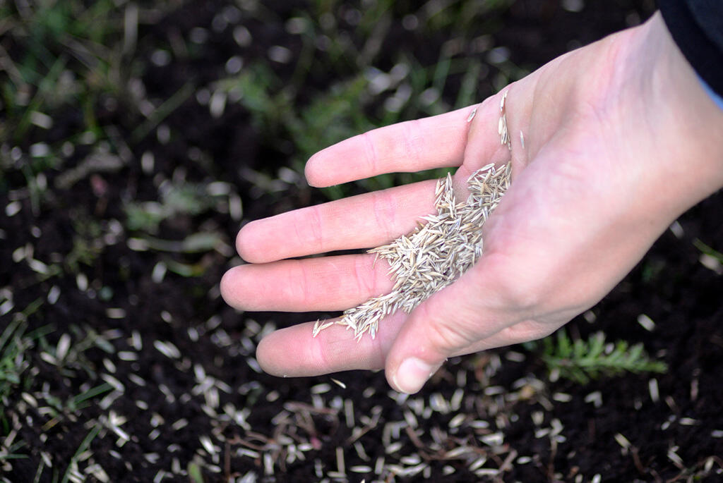 Nelson_Garden_Sowing grass in autumn_image_1.jpg