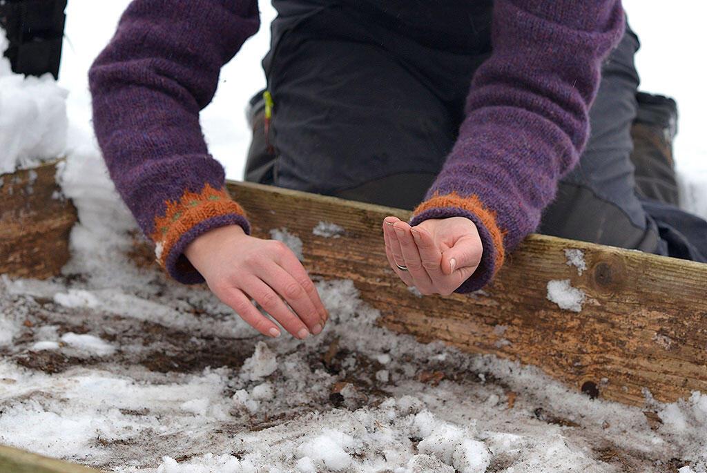 Nelson_Garden_Sowing_seeds_in_the_snow_Image_3.jpg