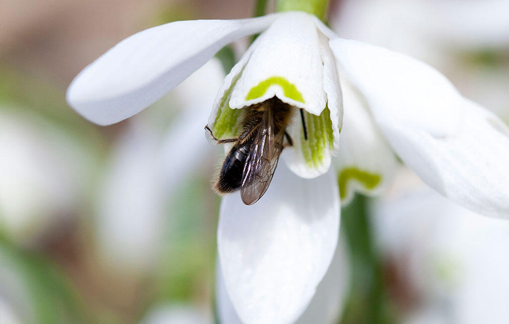 Nelson_Garden_Spring_flowering_bulbs_for_bees_Image_1.jpg