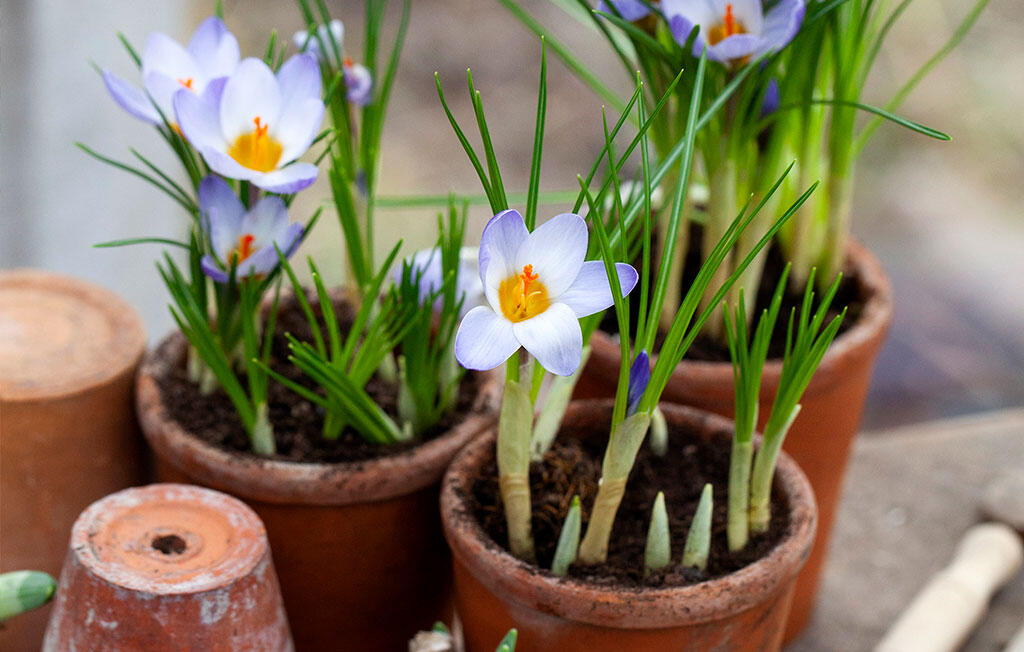 Nelson_Garden_Spring_flowering_bulbs_for_bees_Image_3.jpg