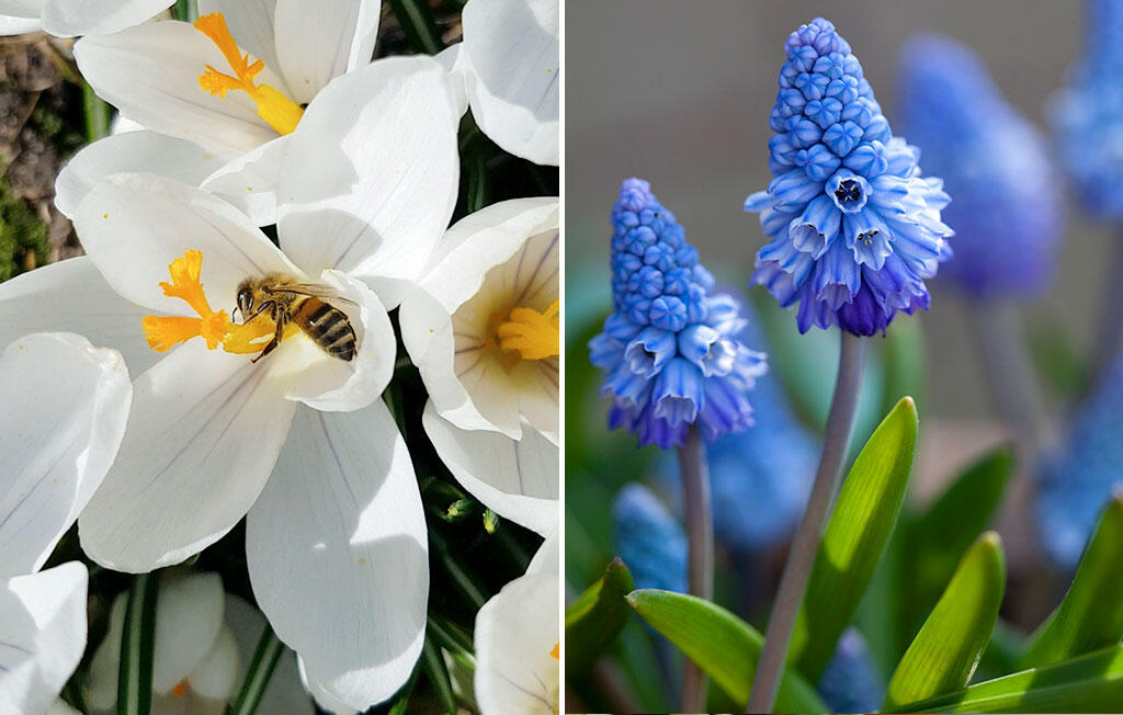 Nelson_Garden_Spring_flowering_bulbs_for_bees_Image_4.jpg