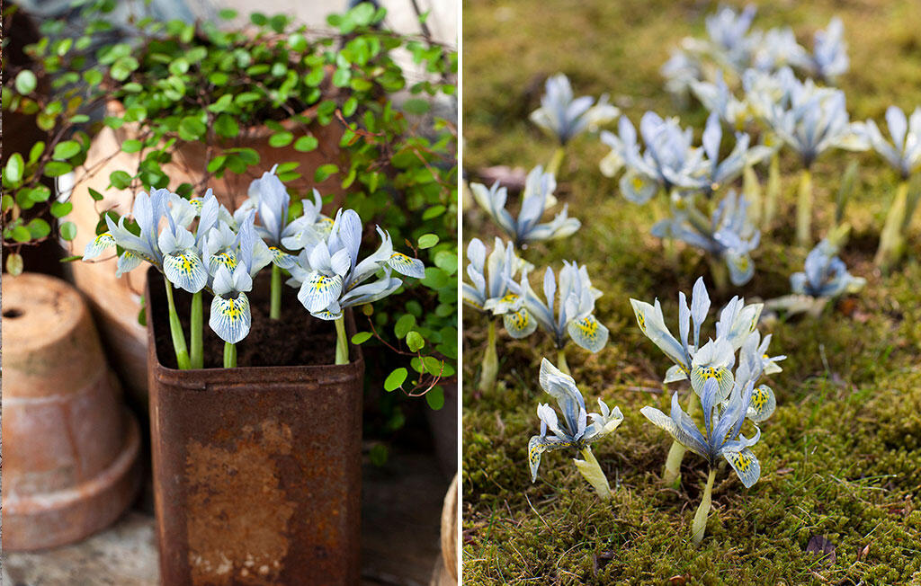 Nelson_Garden_Spring_flowering_bulbs_for_bees_Image_5.jpg