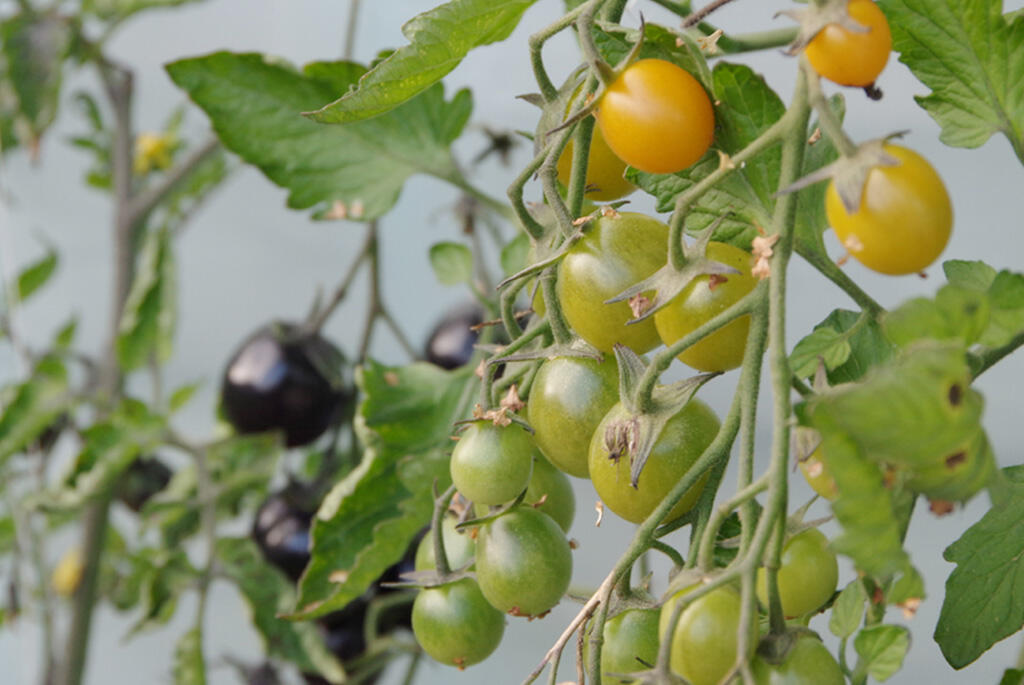 Nelson_Garden_How to Store Tomatoes_Image_1.jpg