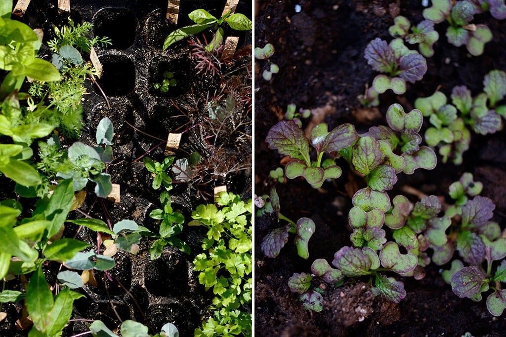Nelson_Garden_lyckas_med_hostsadd_image4.jpg