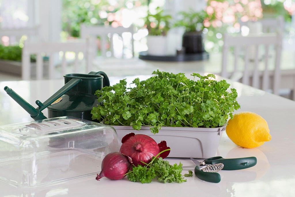 Nelson_Garden_ Swedish pressed cucumber salad_Image1.jpg