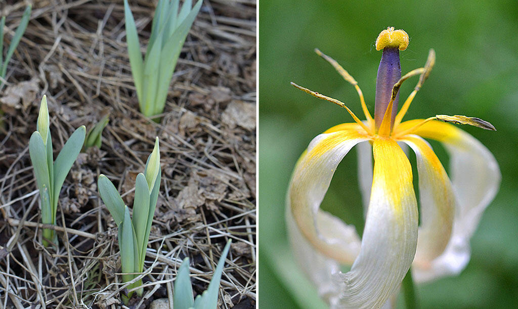 Nelson_Garden_tulpaner_kommer_blomma_image1.jpg