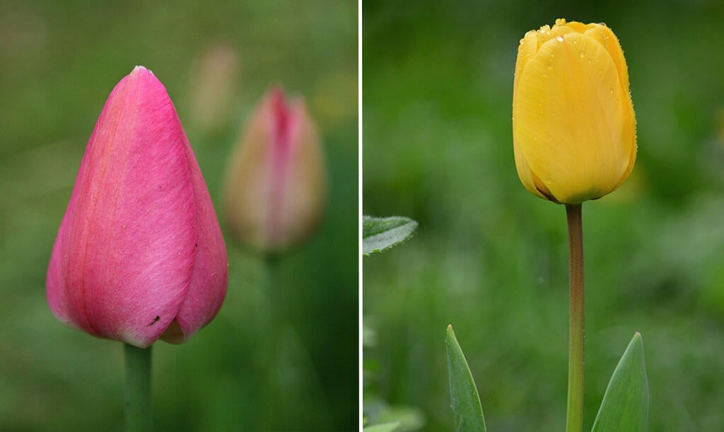 Nelson_Garden_tulpaner_kommer_blomma_image2.jpg