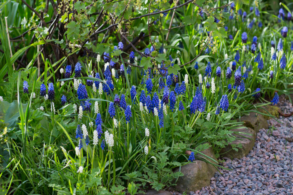 Nelson_Garden_tulpaner_kommer_blomma_image3.jpg