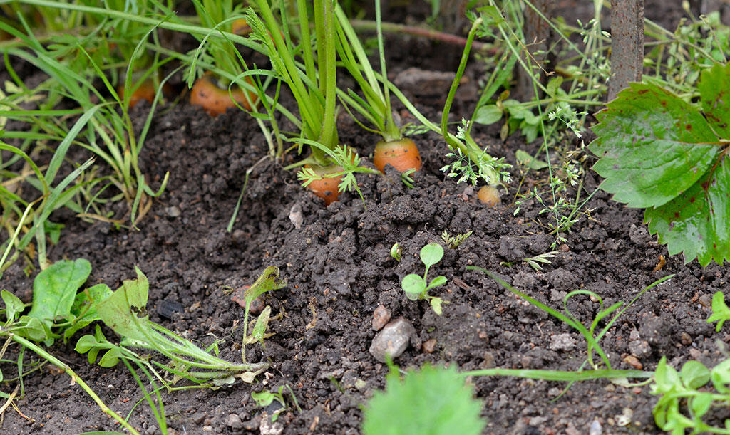 Nelson_Garden_What's Your Soil Type _Image 2.jpg