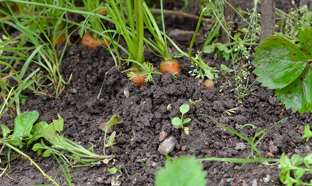 Nelson_Garden_What's Your Soil Type _Image 2.jpg